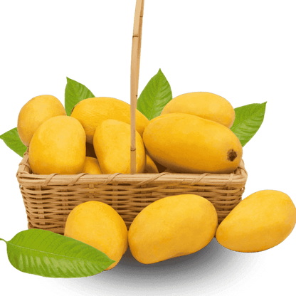 Dusehri Mango Pakistan چونسا Export Quality