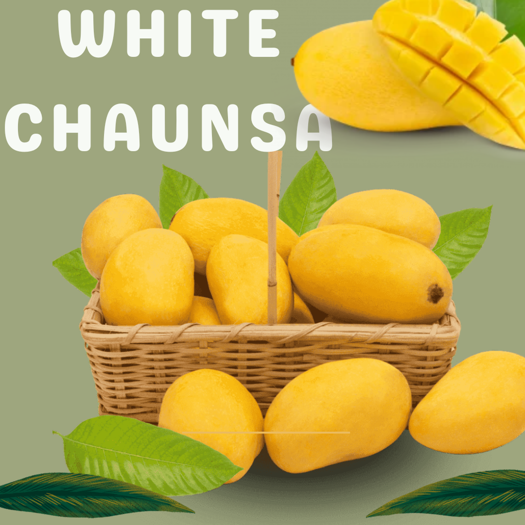 White Chaunsa Mango Pakistan چونسا Export Quality